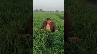 Wheat former in Pakistan now days  #wheat #agriculture #farming