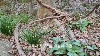 얼레지 자생지 환경 탐구(230327)