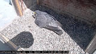 3-25-21 Interloper visiting the nest