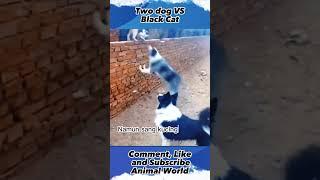 Two dog VS black cat ,#animalworld, #shorts, #yearofyou