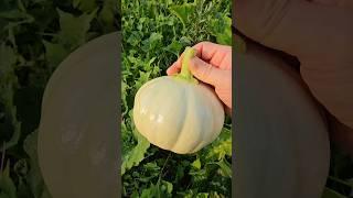 내가직접기른 유기농 호박 첫 수확. 다양한 풋호박 때깔이 쥑이네~ #호박#유기농#korea