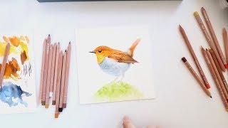 Time-lapse Realistic Bird Illustration with Chatty Q&A