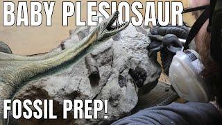 Fossil prep: Rare baby plesiosaur fossil discovered!