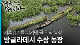 [Full] [특집 다큐] - 위대한 유산, 남아시아 - 기후위기를 이겨낸 물 위의 농장, 방글라데시 수상 농장