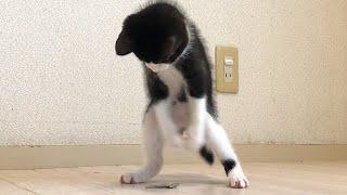 子猫に煮干しをあげたら暴走しました