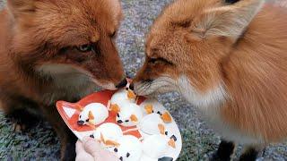 New Year's Eve party for foxes