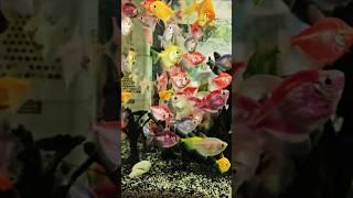 Colorful Fishes at EL KANO Restaurant in Over  Looking Antipolo | Antipolo City 2025