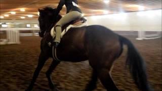 2 20 16 Hunters Run Schooling Show - Madison Lynn & Stitch (Serendipity)