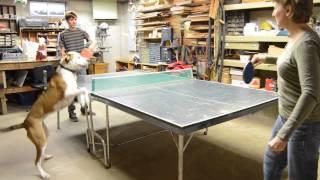 Gracie Plays Ping Pong