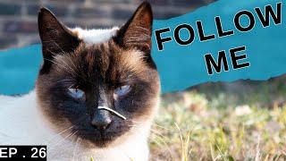 Following a Siamese cat for a day | A unique perspective