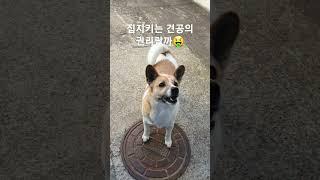 #견권 #강아지의권리 #간식권리 #절세미견
