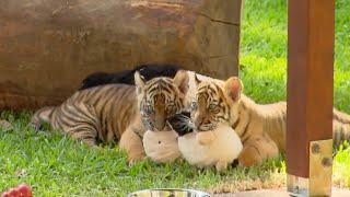 Growing Up With Twin Tiger Cubs | Tigers About The House | BBC Earth