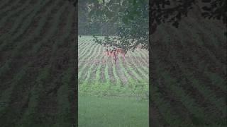 More Maryland Deer!