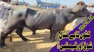 Katto Ka Shoq Or Qeemat!! Katta Mandi Lahore Shahpur Kanjra Qurbani 2024