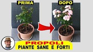 PROPOLI PIANTE FORTI E SANE