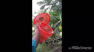 Fiji Banded Iguana Release back into the wild