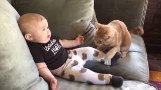 Я ржал в течение часа  Самые сумасшедшие кошки раздражают детей     Смешные видео о кошках 2020