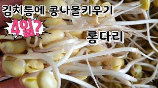 김치통에 콩나물키우기 콩나물기르기 콩나물밥 맛있어요 2탄