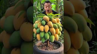 Survival Skills: Grafting Mango  Simple but very Useful in Forest  #bushcraft #camping #outdoors