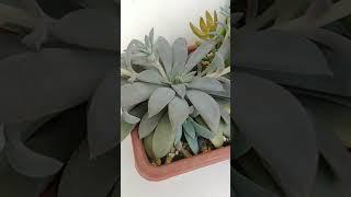 Echeveria carnicolor  cheia de  hastes