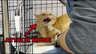 This cat is crazy angry cat, not a joke at all!