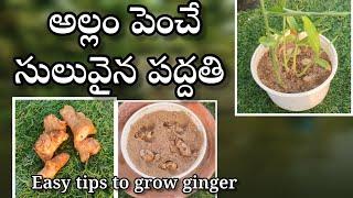 Easiest way to grow ginger | ఇంట్లో అల్లం సులువుగా ఎలా పెంచాలి?