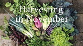 Harvesting in November