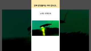 노래는 떴는데, 진짜 반딧불이는 어디 갔냐고..