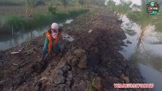 KEBUN PAK SUDIWANI ALHAMDULILAH DAUN BAWANGNYA HIDUP KEMBALI PETANI SANGAT RAJIN