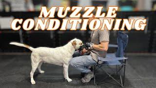 Easy Muzzle Conditioning Guide