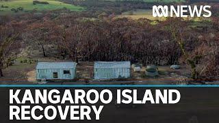 Kangaroo Island bushfire recovery could take 10 years, as property clean-up continues | ABC News