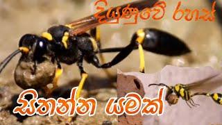 Animals/wildlife video /ran kubala/රන්කුබලා/sathwa lokaya/dumbara abimanaya /srilanka animals