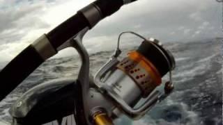 Striped Marlin on Spin Gear