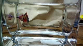 Molting Series: Galaxy Koi Hmpk