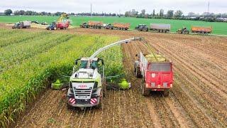 ‼️BIG corn silage | 3 ensileuses & 32 rangs !!