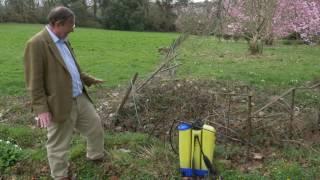 Killing brambles - Burncoose Nurseries.