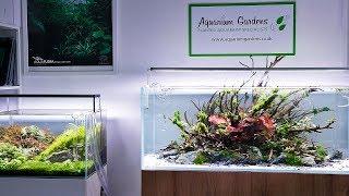 The Beautiful Aquascapes of Aquarium Gardens 2019