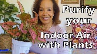 Houseplants that Clean the Air & are Great for BEGINNERS!