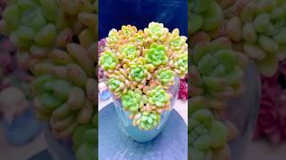 Succulent Arrangement Inspiration: Beautiful Plants to Design Your Dream Garden