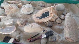 Fossils - landscape view of the workshop