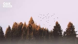 [No Copyright Music] Woods - Acoustic Folk | Background Music