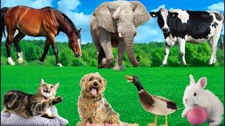 Farm Animal Sounds: Rabbit, Dog, Cat, Mallard, Elephant, Horse, Cow, Chicken - Animal Sounds