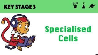 Specialised Cells