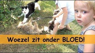 PUPPY AANGEVALLEN DOOR POES! | Bellinga Family Vlog #741