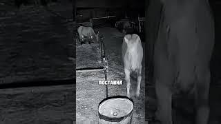 Ночной беглец