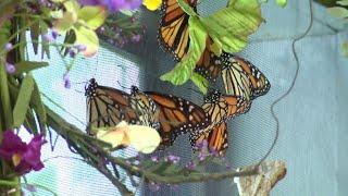 Monarch butterfly declared endangered