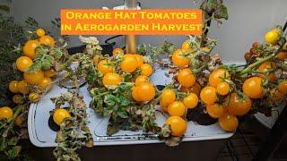 Grow Orange Hat tomatoes In Aerogarden Harvest