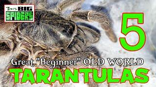 5 Great "Beginner" Old World Tarantulas