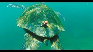 sea turtle, tortuga, Meeresschildkröte, 1080p HD, Relaxing Music, Klangmassage