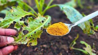 This golden powder can kill pests and make your plants explode with growth